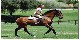 Reiten