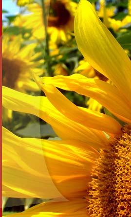 fiori2.jpg